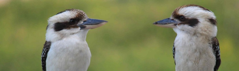 Kookaburras socialising at Umina Beach