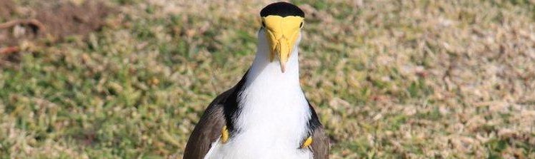 Masked Plover / Masked Lapwing