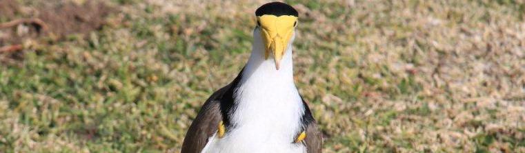 Masked Plover / Masked Lapwing