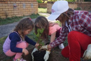 Tree Planting - Umina Beach - 1