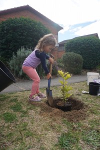 Tree Planting - Umina Beach - 3