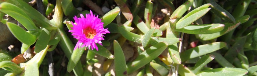 Flowers on the Sand Dunes at Umina Beach