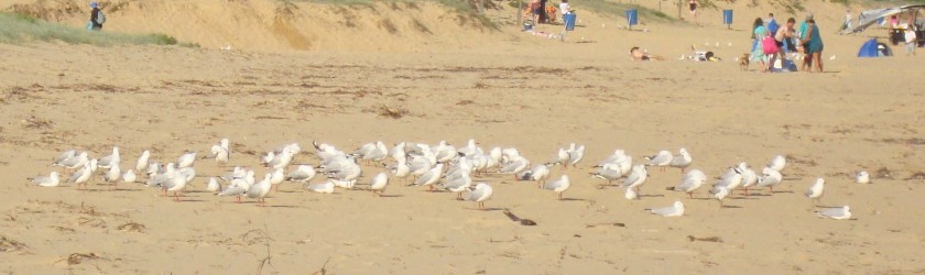 Seaguls resting at Umina Beach