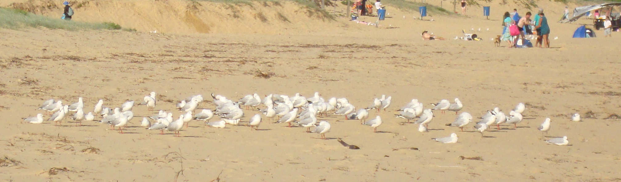Seaguls resting at Umina Beach